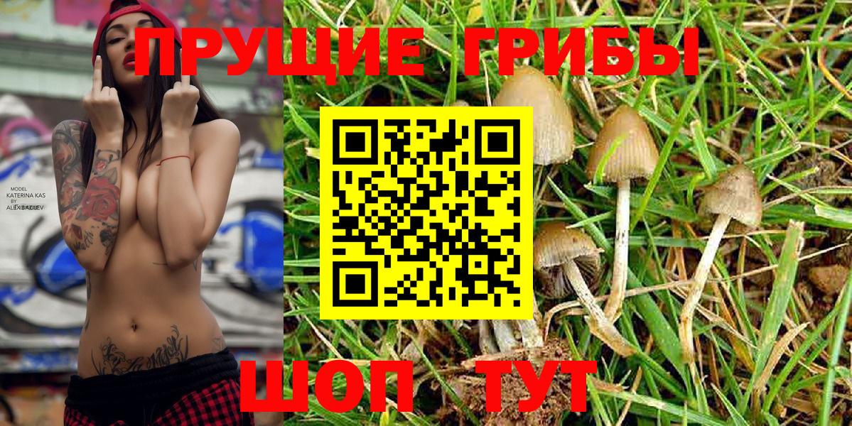 где найти наркотики  Псилоцибиновые грибы Psilocybe  Вход с VPN  Волжск 